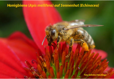 Bienen